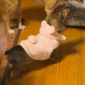 Bunny hoody for small dog